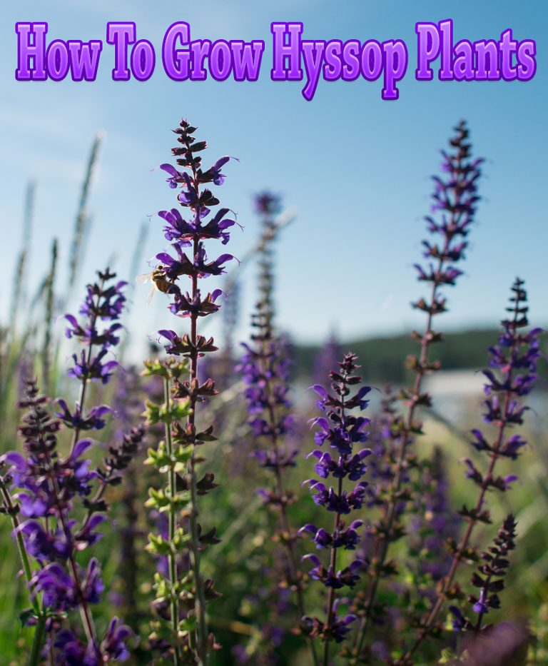 The Best Guide To When To Plant Hyssop Seeds